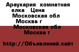 Араукария -комнатная елка › Цена ­ 1 600 - Московская обл., Москва г.  »    . Московская обл.,Москва г.